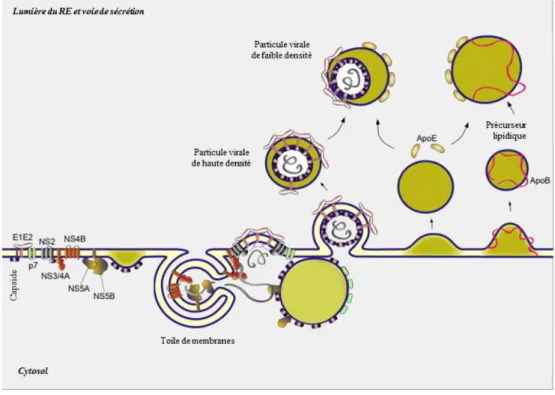 Figure 3. Réplication et assemblage des particules virales 