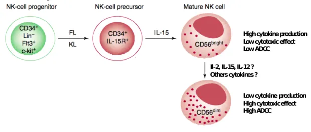 Figure  3.  Developement   de   sous-populations   des   cellules   NK.  Le   développement   des