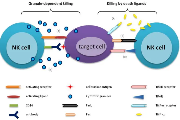 Figure 3. Mécanismes cytotoxiques des cellules NK.  Les différentes stratégies utilisées
