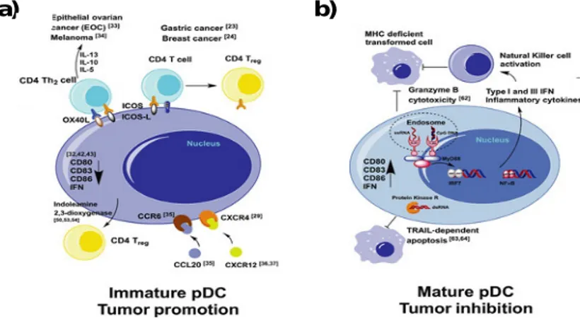 Figure   2.   Les   cellules   pDC   dans   l’inhibition   ou   la   promotion   de   la   tumeur