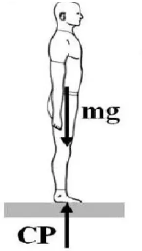 Figure 3.  Représentation  du  CP  et  du  CM  (mg)  chez  un  sujet  en  position  debout  au  repos