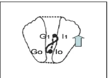 Figure 6.   : Déplacement du CG et du CP lors de l'élévation du bras droit (indiqué par  la flèche)