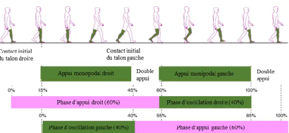 Figure 7.   :  Schématisation  d’un  cycle  de  marche  droit.  Le  cycle  de  marche  est  décomposé en deux phases, la phase d’appui (rose) et la phase d’oscillation (right swing  phase en vert)