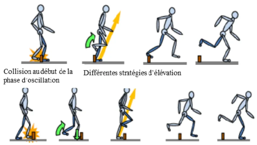 Figure 10.  : Schématisation de différentes réponses posturales liées à un trébuchement  induit par un obstacle à la marche