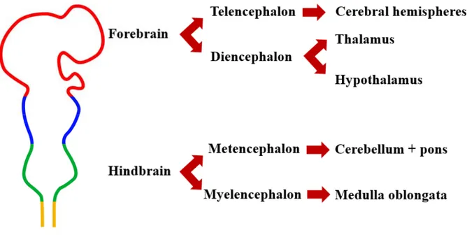 Figure 3: Early central nervous system 