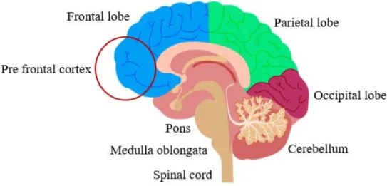Figure 4: Brain’s anatomy 