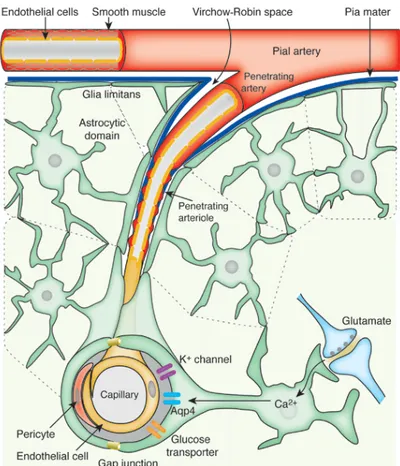 Figure 5: Brain’s arterial vasculature  