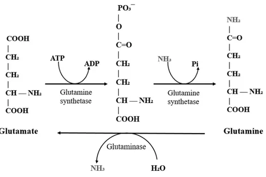 Figure 7 : Glutamine synthetase reaction 