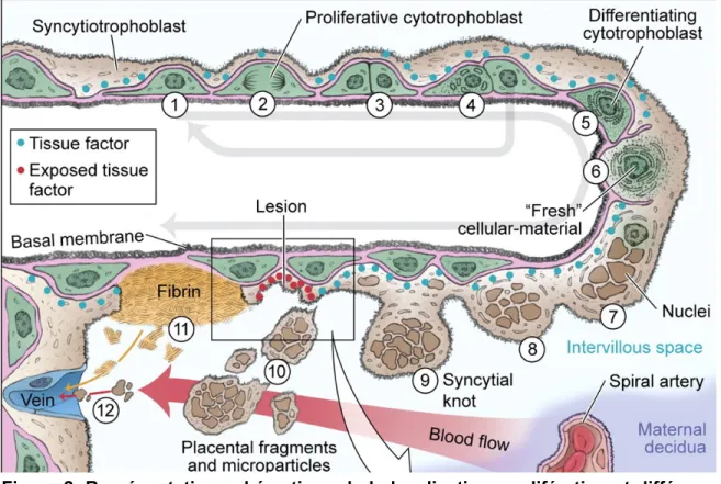 Figure 2. Représentation schématique de la localisation, prolifération et différen- différen-tiation des trophoblastes dans le villous placentaire