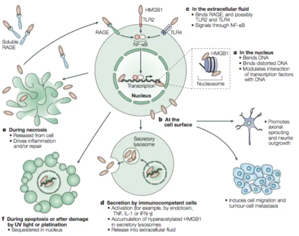 Figure  3.  Représentation  schématique  des  fonctions  de  HMGB1.  Provenant  de: 