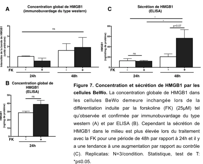 Figure 7. Concentration et sécrétion de HMGB1 par les  cellules BeWo. La concentration globale de HMGB1 dans 
