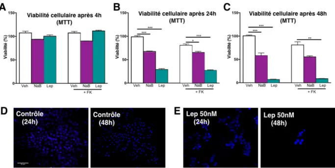 Figure  12.  Evaluation  de  la  viabilité  des  cellules  BeWo  par  test  MTT.  La  viabilité  des 