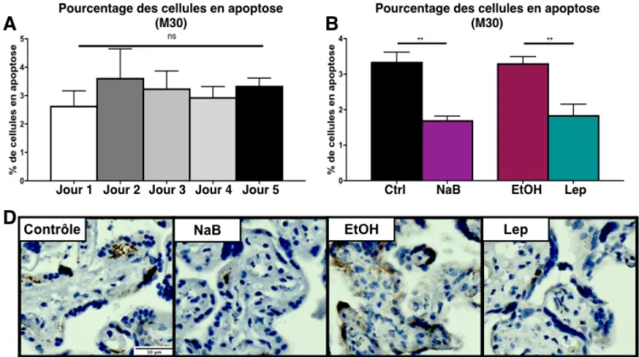 Figure  13.  Pourcentage  des  cellules  apoptotiques  dans  les  explants  placentaires