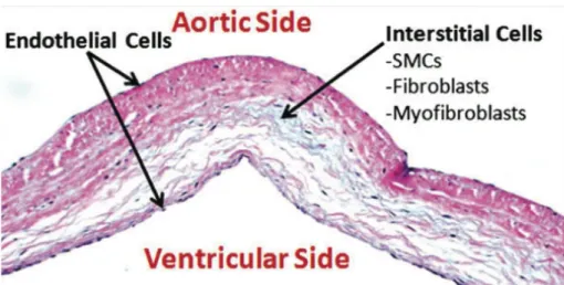 Figure 5.  Coupe histologique démontrant les 3 couches d’un feuillet aortique. Les  cellules endothéliales recouvrent le côté aortique et ventriculaire