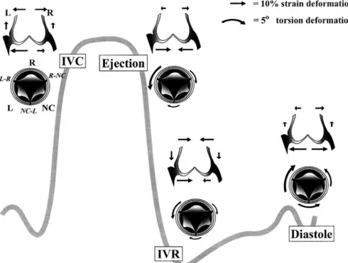 Figure 6.  Changements actifs tridimensionnels des différents composants de la  racine aortique lors du cycle cardiaque 6  IVC: Contraction isovolumétrique