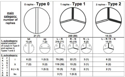 Figure 10.  Classification schématique des types de valves aortiques bicuspides en  fonction du nombre de raphe (ligne foncée) ainsi que leur prévalence respective 
