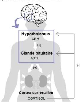 Figure 1. L’axe hypothalamo-pituito- hypothalamo-pituito-surrénalien, ses glandes et leurs hormones  régulatrices respectives 