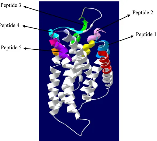 Figure 1.5 | Modélisation du neuromédine U récepteur 2. En couleur, les motifs utilisés 
