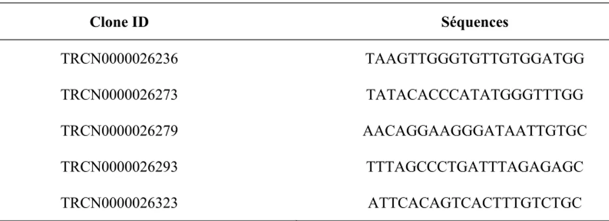Tableau 2.1 Séquences utilisées pour la conception des shRNA contre NmU-R2. 
