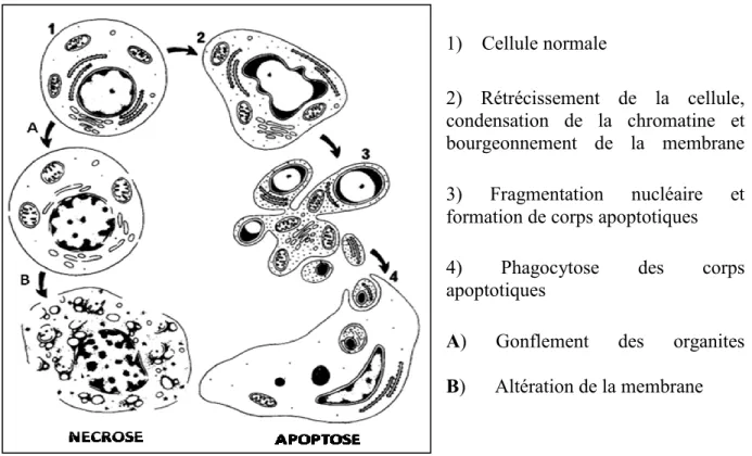 Figure 1. Changement morphologique lors de l'apoptose vs nécrose  (Kerr et coll. 1994) 