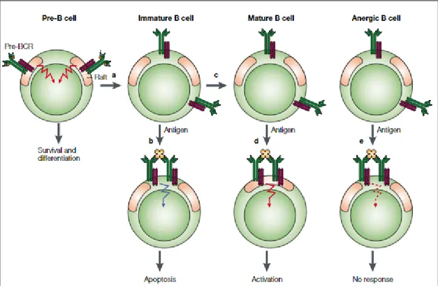 Figure  7.  Le  récepteur  des  cellules  B  (BCR)  et  les  radeaux  lipidiques  dans  le            développement des cellules B :  Dans les cellules pré-B, le pré-BCR est constitutivement associé aux  radeaux lipidiques, le signal via Pré-BCR conduit au réarrangement des chaînes légères et à la différenciation  en cellules B immatures (a) Au stade de cellules B immatures, le BCR est exclu des radeaux lipidiques même  après  liaison  avec  l'antigène  ce  qui  conduit  à  l'apoptose  (b)  Si  la  cellule  B  immature  ne  rencontre  pas  d'antigène, le développement se poursuit au stade de cellules B matures  (c) Dans les cellules B matures,  la  liaison de l'antigène conduit au recrutement du BCR dans les radeaux lipidiques et à l'activation des cellules B 
