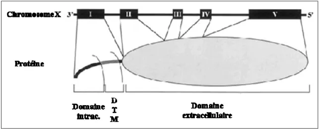 Figure 10. Structure du gène et de la protéine du hCD154 :  Le  gène  codant  pour  le  CD40  humain est localisé sur le chromosome X, constitué de 5 exons (Schonbeck U