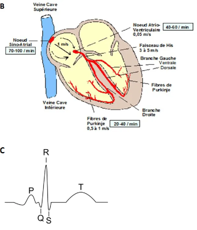 Figure 1.1 : anatomie du Cœur, système de conduction et électrocardiogramme. 