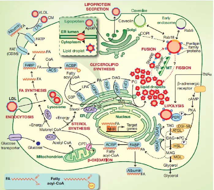 Figure 1.4 : les acides gras et les gouttelettes lipidiques dans la cellule 