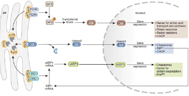 Figure 1.6 : Les branches du stress du réticulum endoplasmique. 