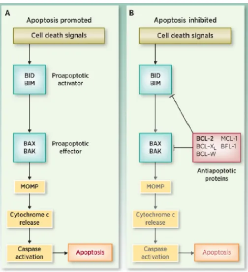 Figure 1.7 : Les pré-apoptotiques et les anti-apoptotiques, en bref. 