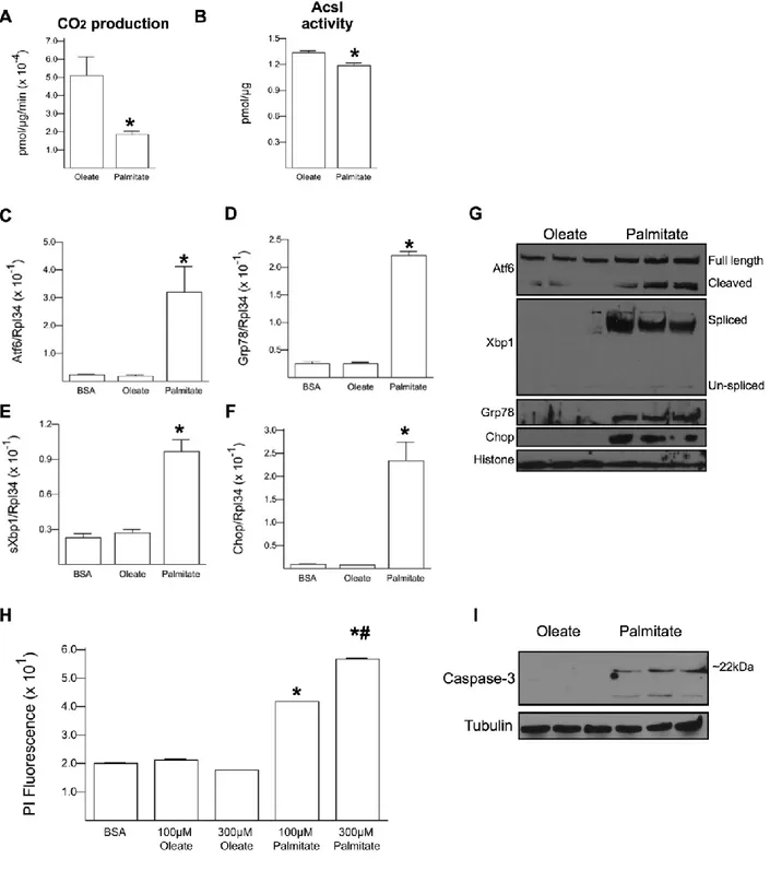 Fig.  2.2:  Palmitate  impairs  fatty  acid  oxidation  and  induces  ER  stress  and  cell  death  in  H9C2 cardiomyoblasts
