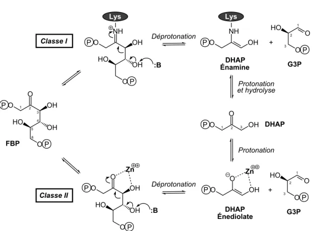 Figure 1.2 – Mécanisme simplifié de la catalyse réversible de la rétro-aldolisation de FBP par les deux classes d’aldolase