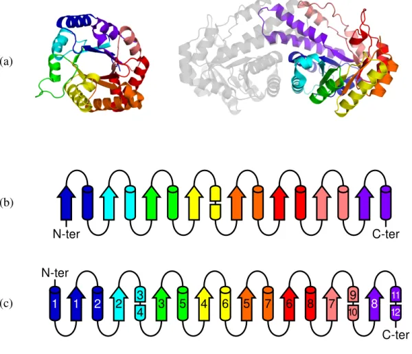 Figure 1.3 – Comparaison de structures du type tonneau (β α) 8 . (a) Structures tertiaires de (gauche) Triose phosphate isomérase de Gallus gallus, code d’accession PDB 1TIM (Banner et al., 1976) et de (droite) Fructose-1,6-bisphosphate aldolase de classe 