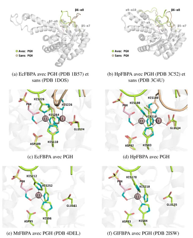 Figure 1.6 – Comparaison de structures de FBPA de classe II et changements confor- confor-mationnels des structures libres (orange) suite à la liaison avec le PGH (ligand rose, structure verte)