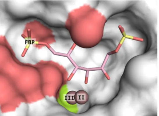 Figure 1.7 – Surface de la cavité du site actif de FBPA de classe II. Le cétohexose est en rose et identifié sur le phosphate en C6 ; les surfaces en rouge sont des molécules d’eau ancrées par la protéine et participant à la fixation du ligand