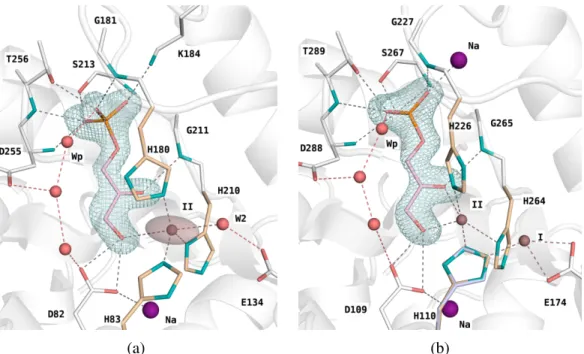 Figure 2.1 – Electron density of trapped dihydroxyacetone-P intermediates in the ac- ac-tive site of Class II aldolases