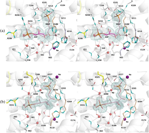 Figure 2.2 – Electron density of hexose-bisphosphate and trioses-Ps trapped in the ac- ac-tive sites of Class II aldolases
