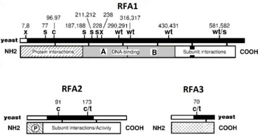 Figure  4:  Schematic  diagram  of  the  structural  and  functional  domains  of  the  three  subunits of RPA in S