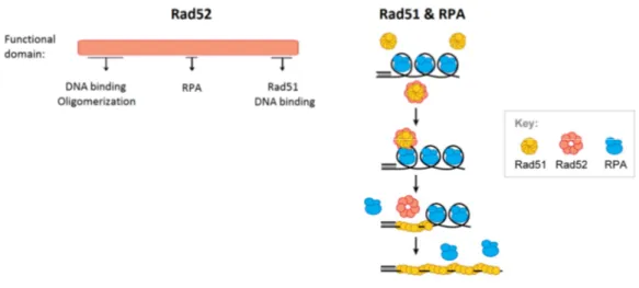Figure  5:  Rad52  and  its  role  as  a  recombination  mediator.  The  figure  is  presented  with  permission [94].