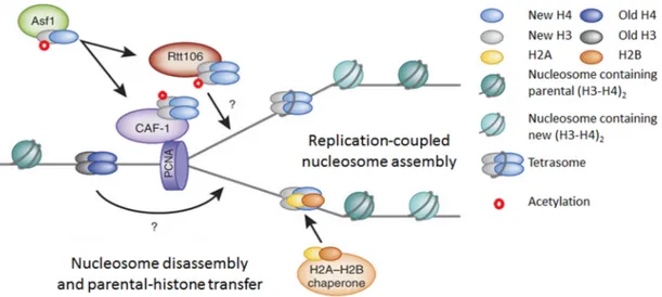 Figure 7: Replication- coupled chromatin assembly. The histone chaperones (Asf1, Rtt106  and  CAF1),  acetylated  and  deacetylated  H3K56  are  shown