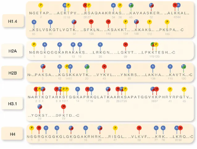 Figure  8:  Histones  are  subject  to  post-transcriptional  modifications.  Well  characterized  histone  post-transcriptional  modifications  are  depicted  in  this  figure:  acetylation  (blue),  methylation  (red),  phosphorylation  (yellow)  and  ub