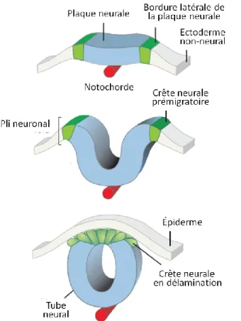 Figure 1.3  La formation du tube neural 