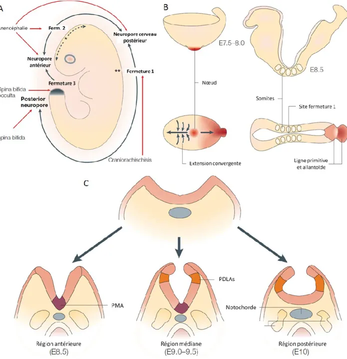 Figure 1.4  Séquence spatio-temporelle de la neurulation dans l’embryon de souris.