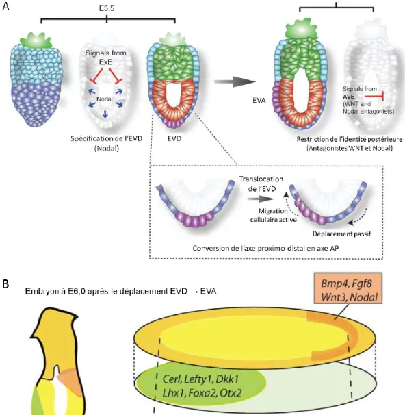 Figure 1.6  Les différentes populations cellulaires dans l’endoderme viscéral.