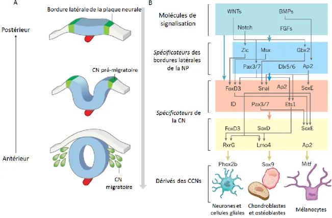 Figure 1.7  R éseau putatif d’interactions et de régulation de gènes contrôlant la formation de  la crête neurale chez les vertébrés