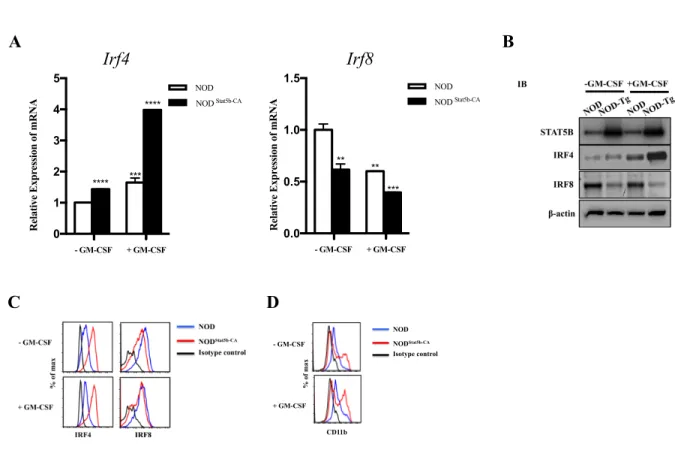 Figure 3.  A B C - GM-CSF  + GM-CSF  CD11b % of max  NOD Stat5b-CA NOD  Isotype controlD012345- GM-CSF+ GM-CSFNOD NOD Stat5b-CA***********Relative Expression of mRNAirf4Irf40.00.51.01.5- GM-CSF+ GM-CSF NOD NOD  Stat5b-CA*******Relative Expression of mRNAirf8Irf8