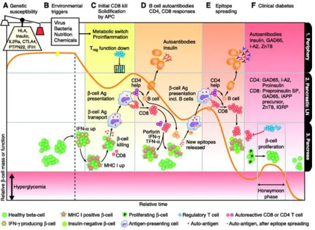 Figure  2 :  Model  d’initiation  et  de  progression  du  diabètes  de  type  1  (Daugherty  and  Gottardi 2007) 