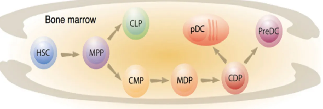 Figure 3 : Ontogénèse des précurseurs de cellules dendritiques (Chopin, Allan et al. 2012) 