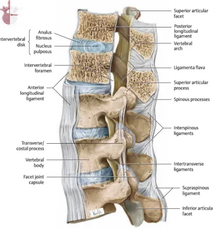 Figure 4 : Structure ligamentaire de la colonne vertébrale en lombaire 