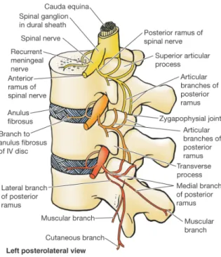 Figure 5: Innervation des articulations zygapophysaires 
